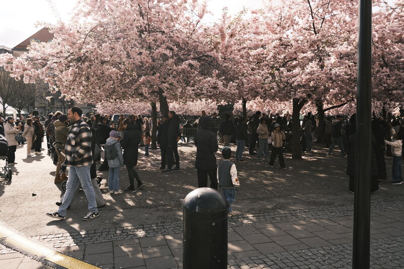 Dense crowd gathered under a canopy of pink cherry blossoms on a cobblestone street